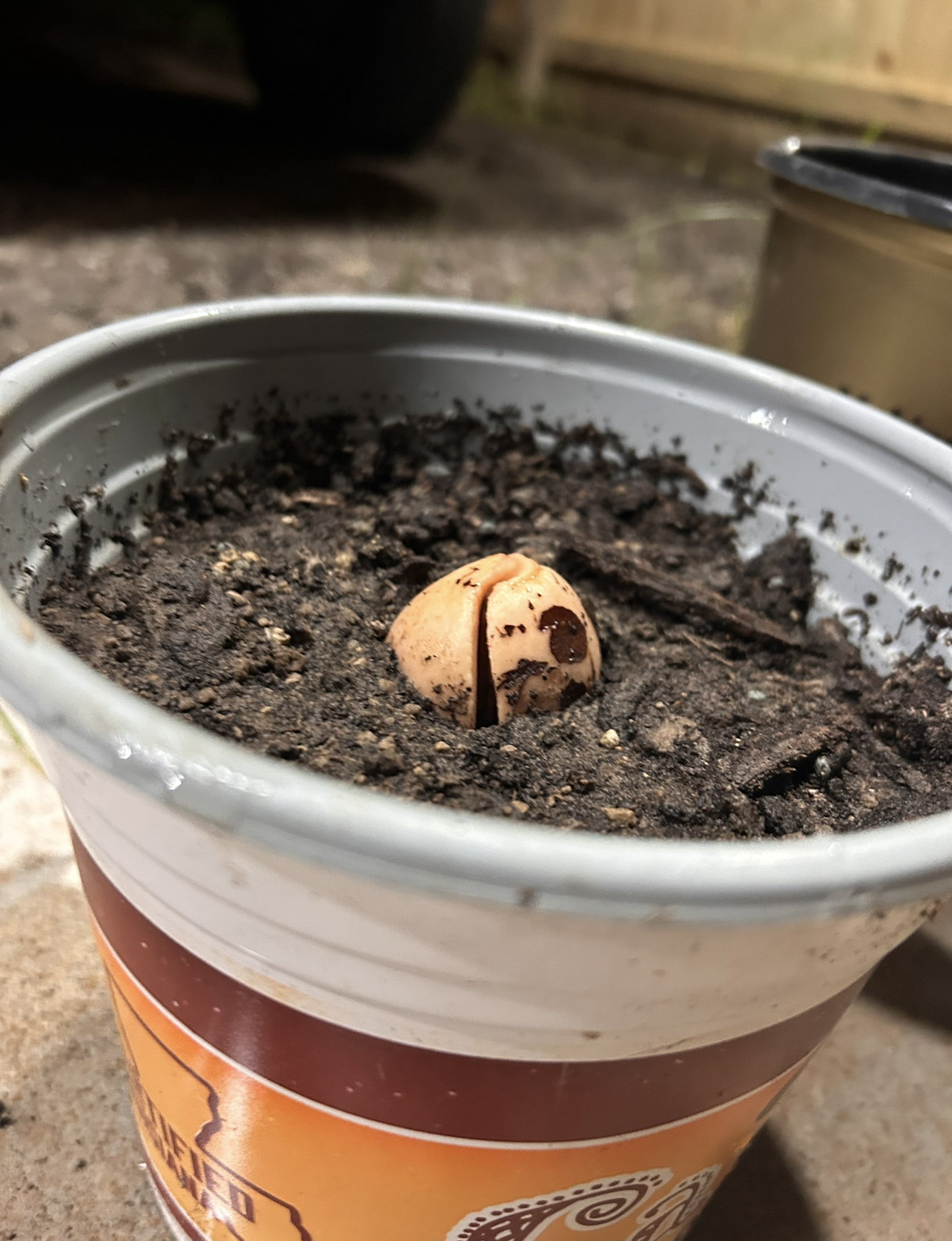 Avocado Plant Growing Apr 23