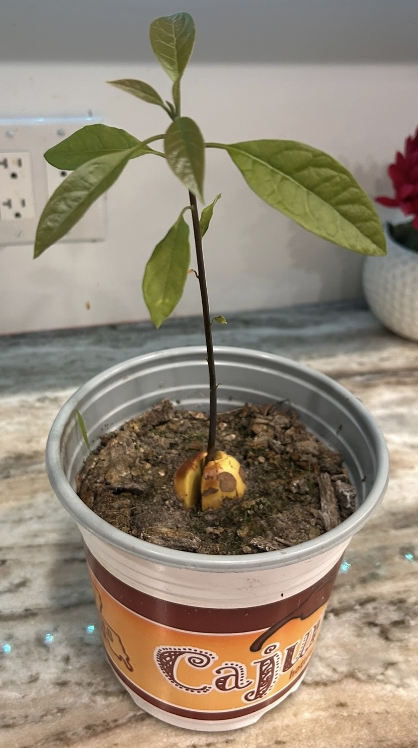 Avocado Plant Growing Sept 17
