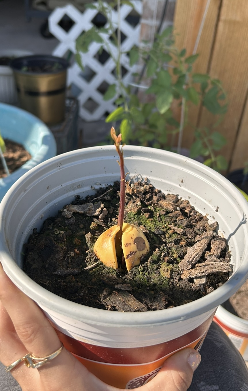 Avocado Plant Growing Sept 5